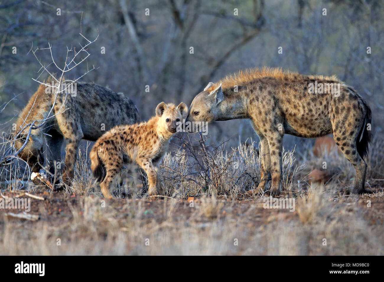 Spotted hyenas (Crocuta crocuta), Old animals with young animals, animal group, social behaviour, Kruger National Park Stock Photo