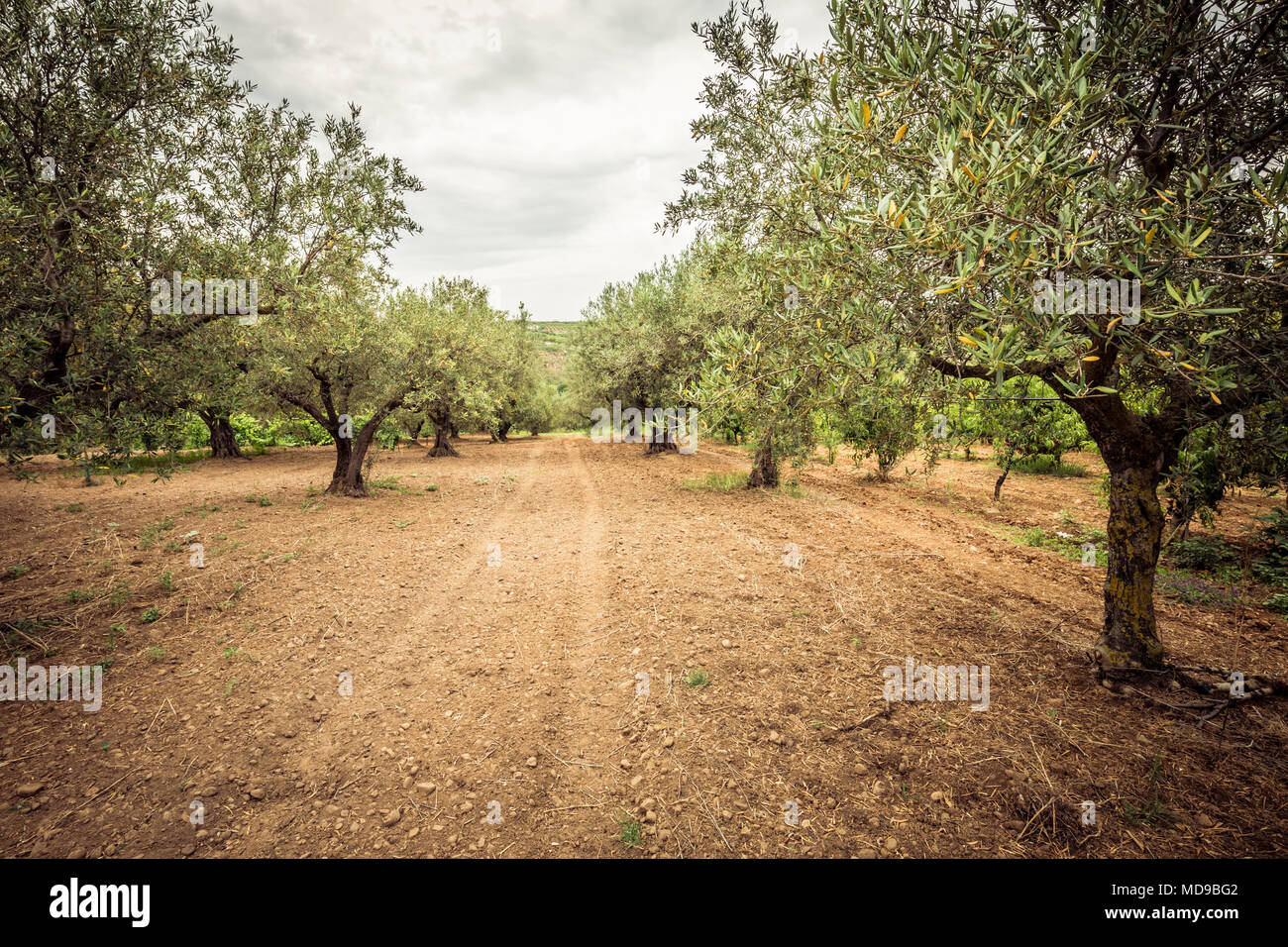 Olive grove and dirt path. Rows of olive trees, agriculture. Sicily