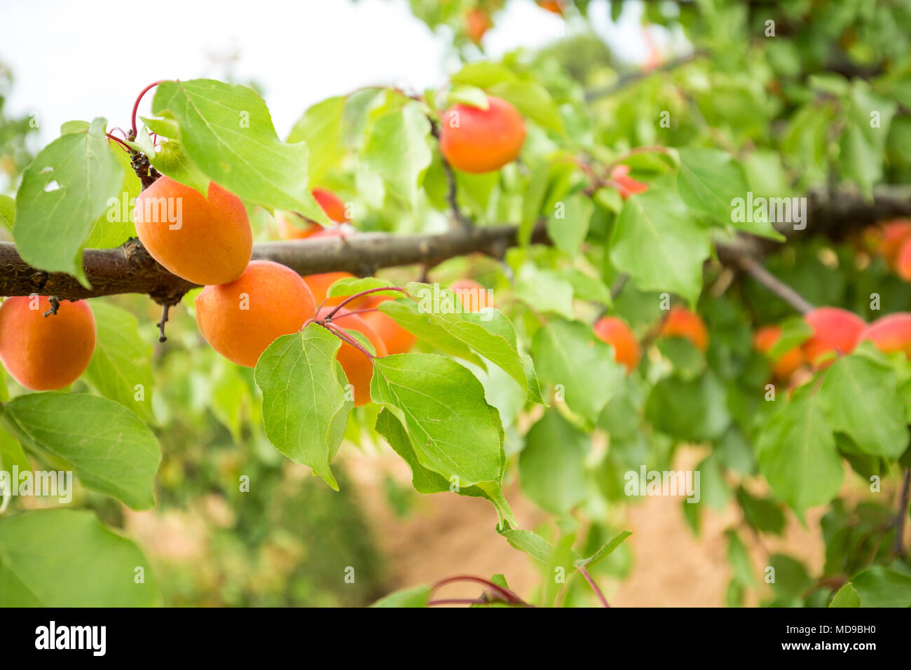 Organic apricots on a branch. Apricot tree Stock Photo Alamy