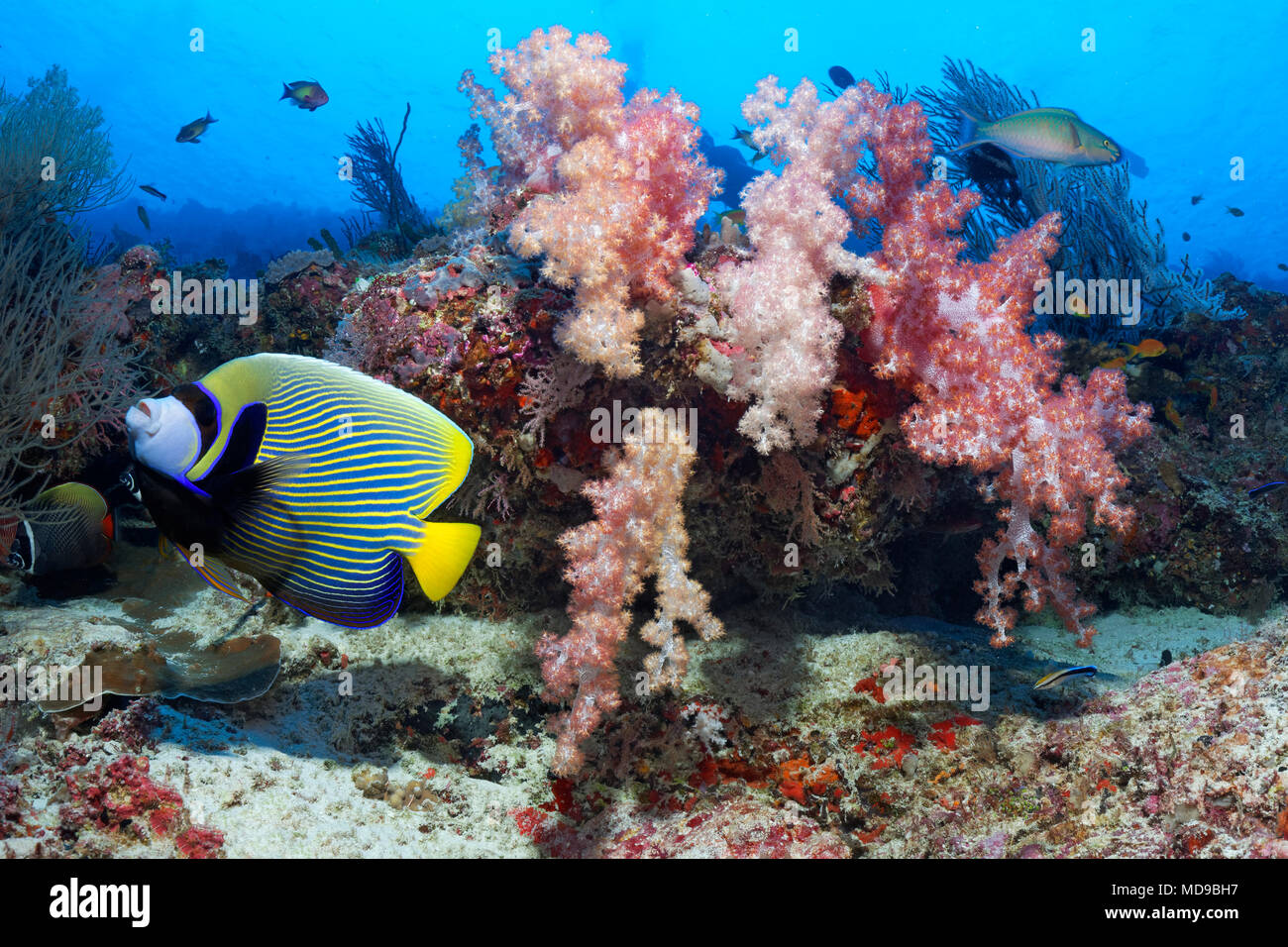 Emperor angelfish (Pomacanthus imperator) swims in front of a coral reef with soft corals (Alcyonacea), Indian Ocean, Maldives Stock Photo