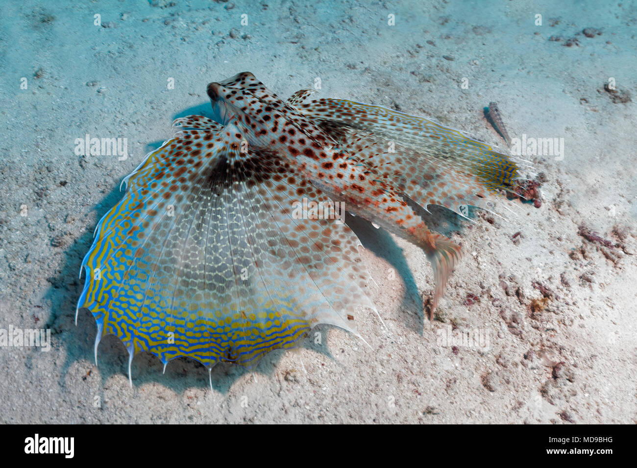 Oriental flying gurnard (Dactyloptena orientalis) with extended fins at the sandy bottom, Indian Ocean, Maldives Stock Photo