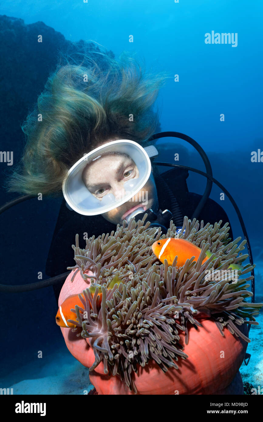 Diver watches Magnificent sea anemone (Heteractis magnifica) with pair Pink skunk clownfishes (Amphiprion perideraion) Stock Photo