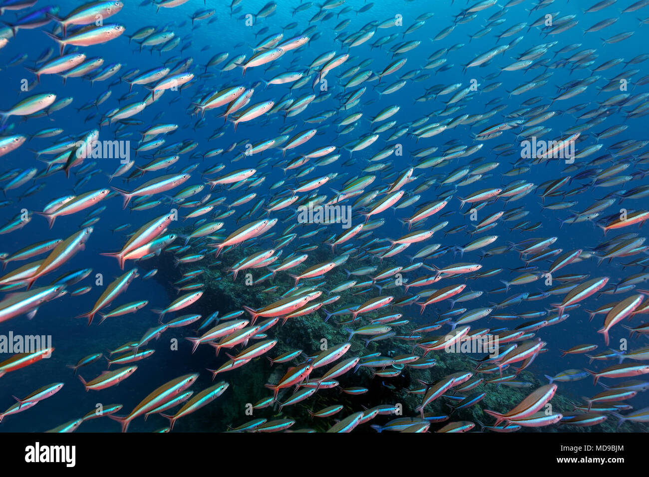 Fish swarm Neon fusiliers (Pterocaesio tile) Indian Ocean, Maldives Stock Photo