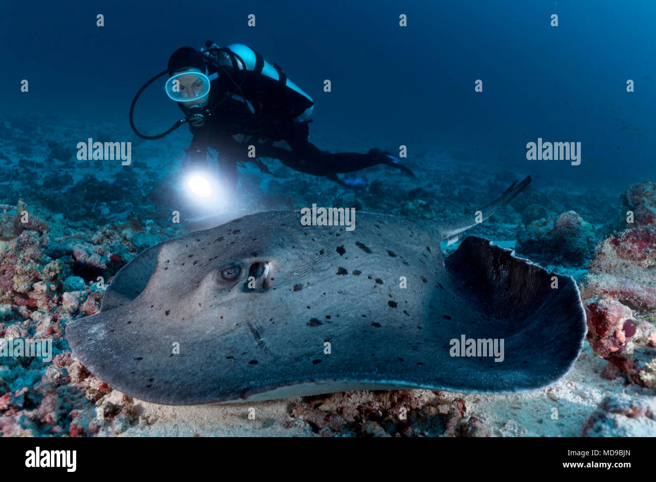 Diver with lamp watching Blackspotted stingray (Taeniura meyeni) Indian Ocean, Maldives Stock Photo