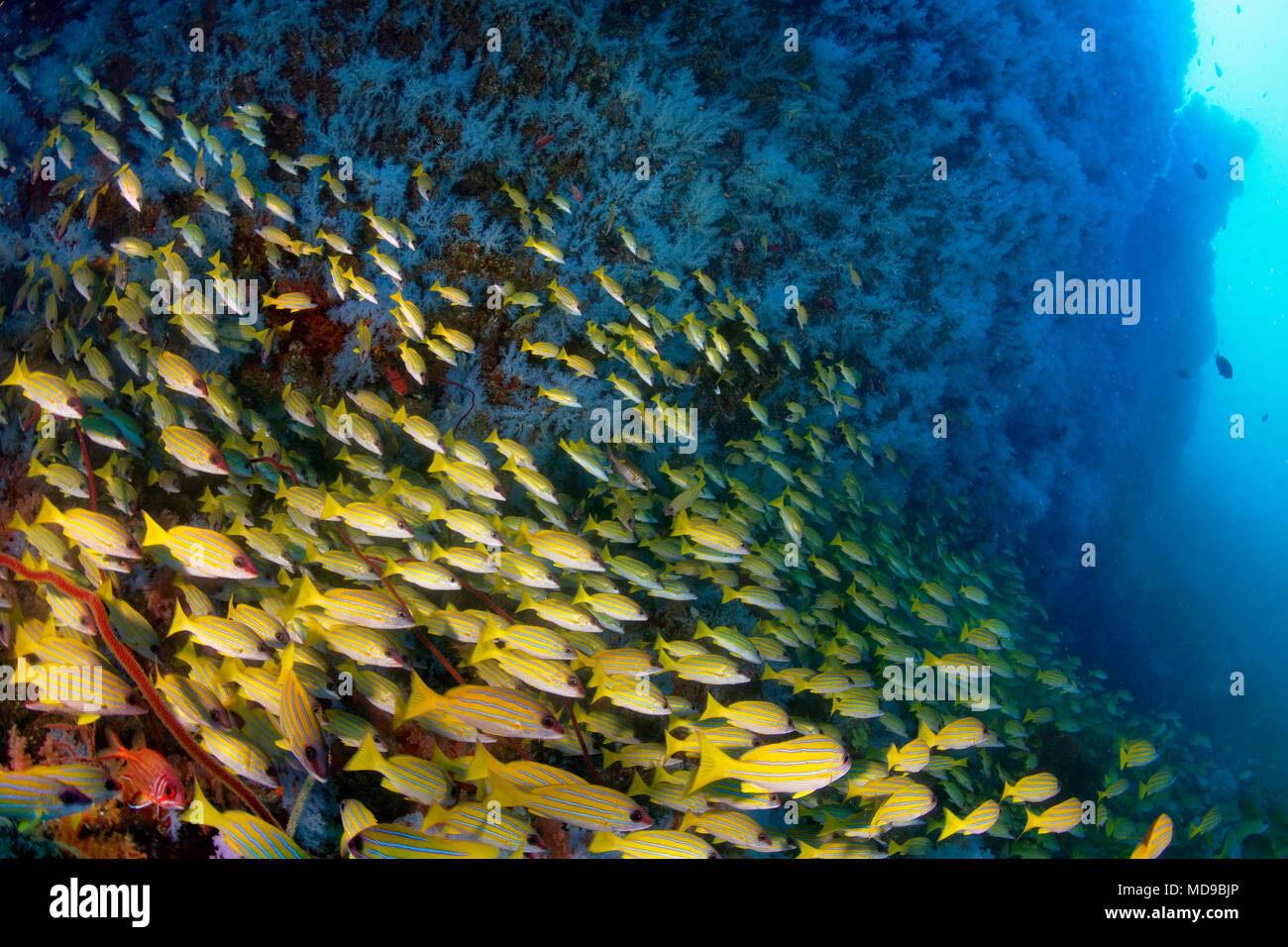 Large shoal of Bluestripe snapper (Lutjanus kasmira) with blue hanging soft corals (Alcyonacea), coral reef, Indian Ocean Stock Photo