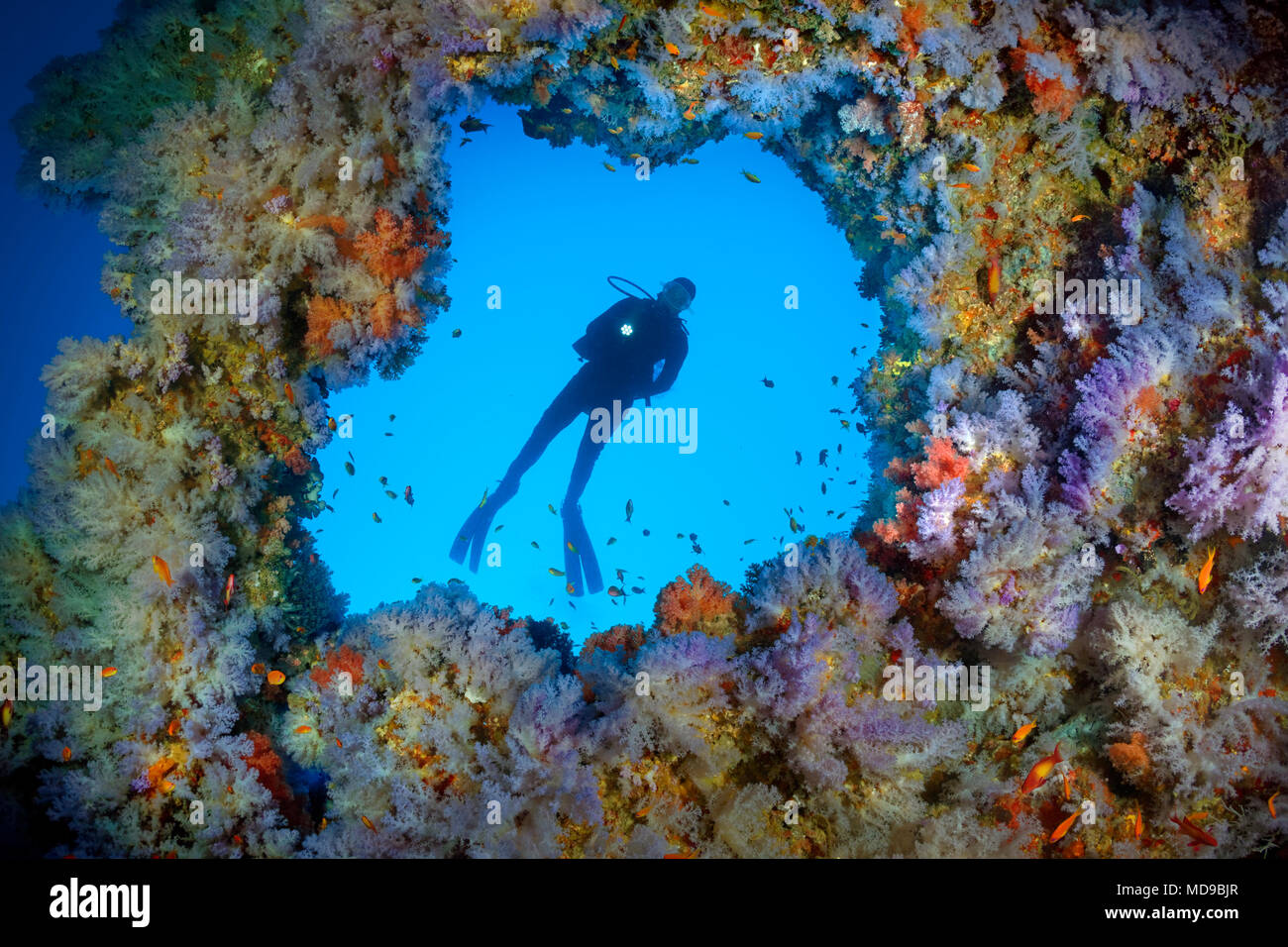 Diver, breakthrough in the overhang densely overgrown with soft corals (Alcyonacea), blue, hanging, Indian Ocean, Maldives Stock Photo