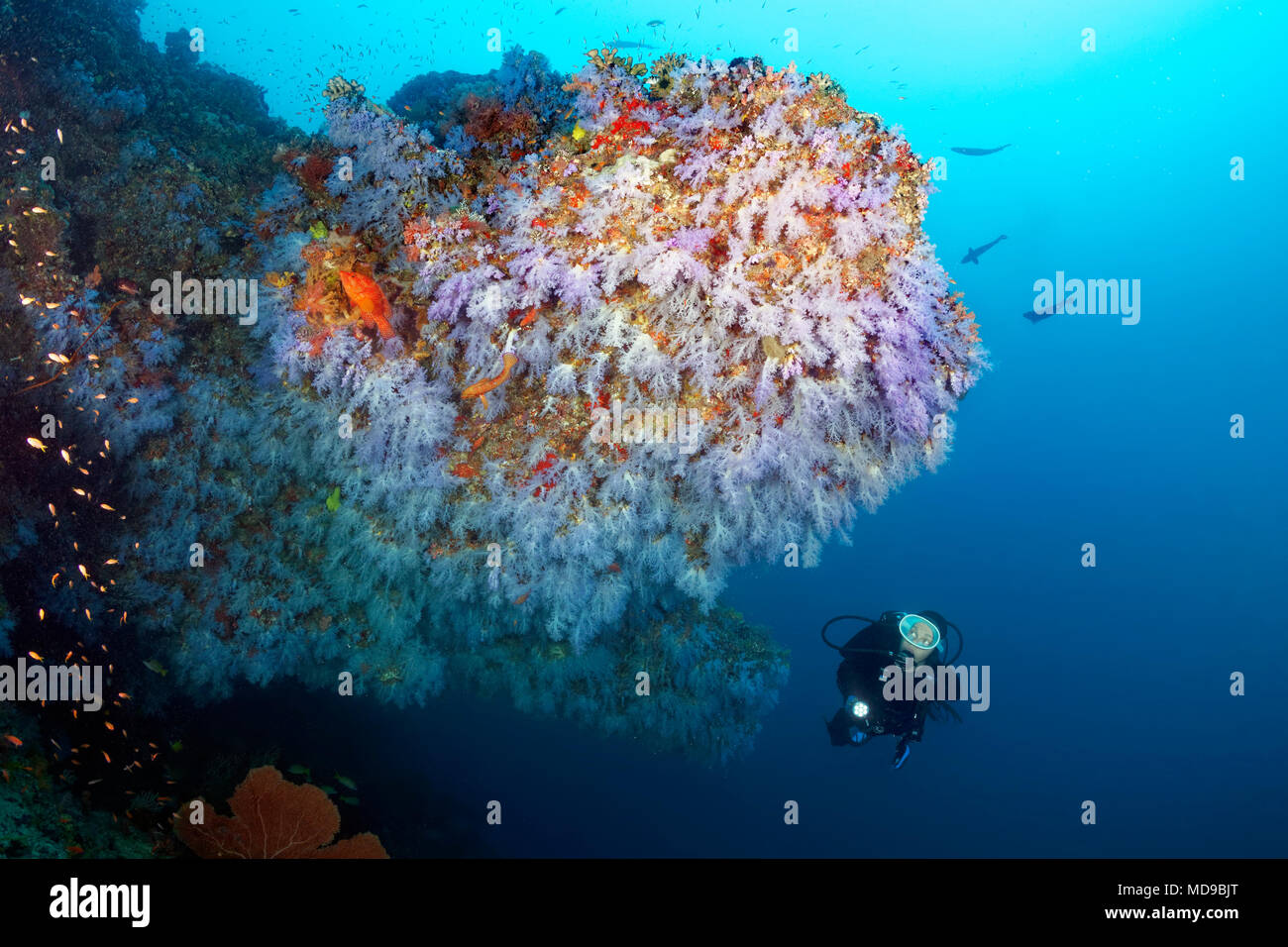 Diver looks at overhang densely overgrown with soft corals (Alcyonacea), blue, hanging, Indian Ocean, Maldives Stock Photo