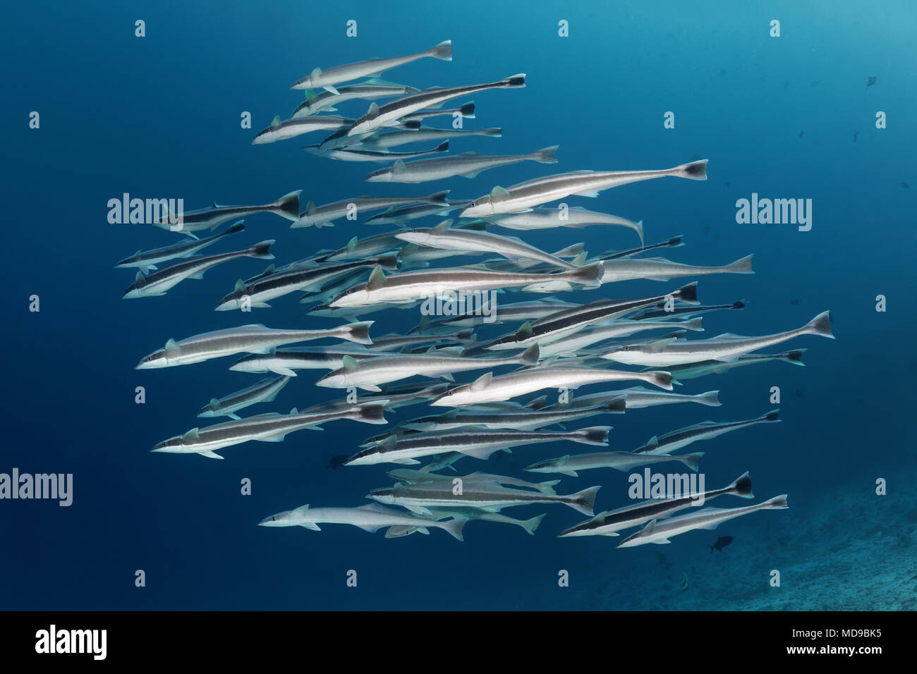 Fish swarm Live sharksucker (Echeneis naucrates), Indian Ocean, Maldives Stock Photo