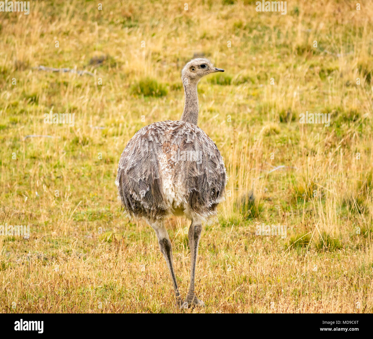 Darwin's rhea, or lesser rhea, Rhea pennata, Torres del Paine National Park, Patagonia, Chile, South America Stock Photo