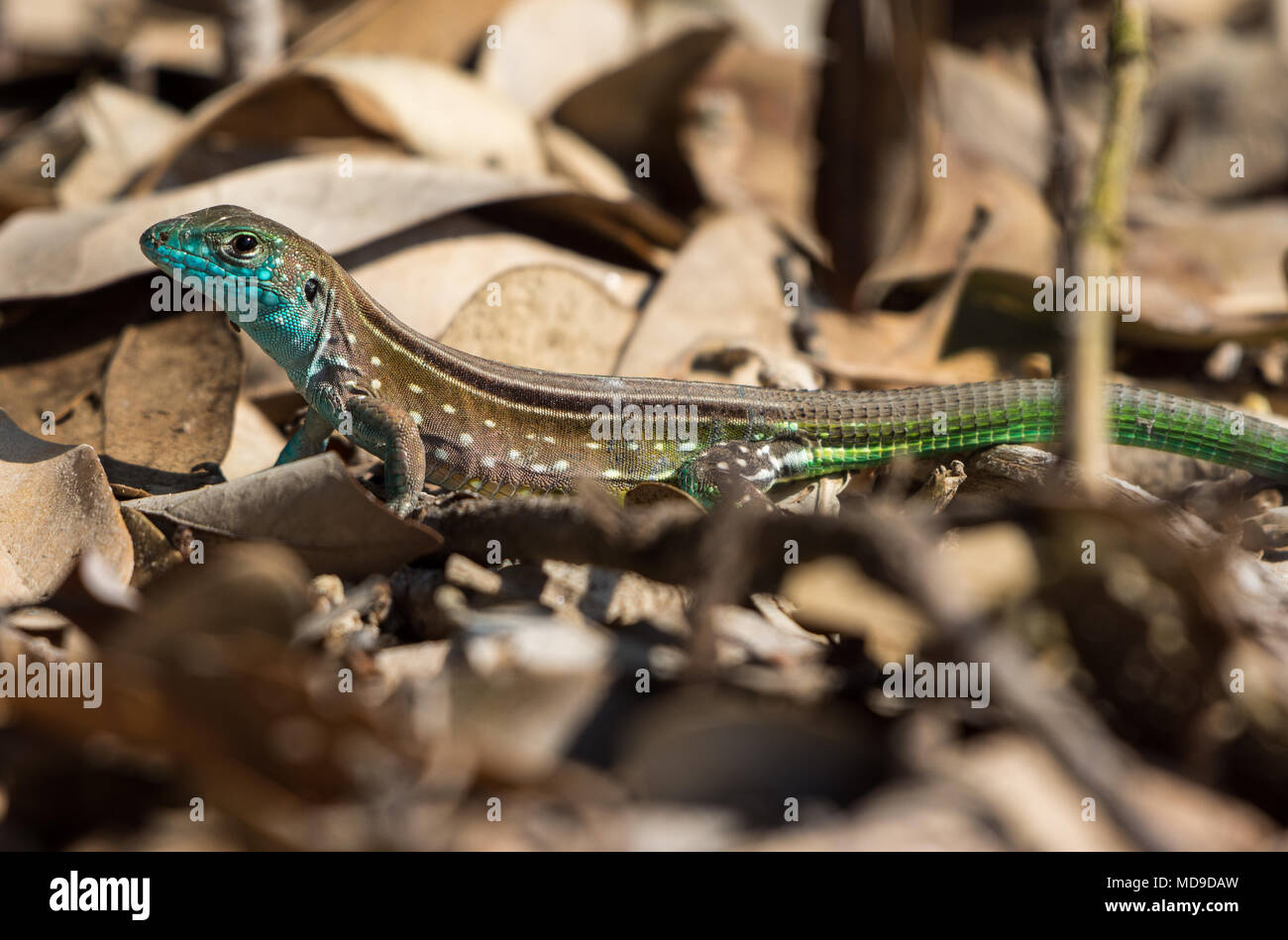 A colorful lizard. Colombia, South America. Stock Photo