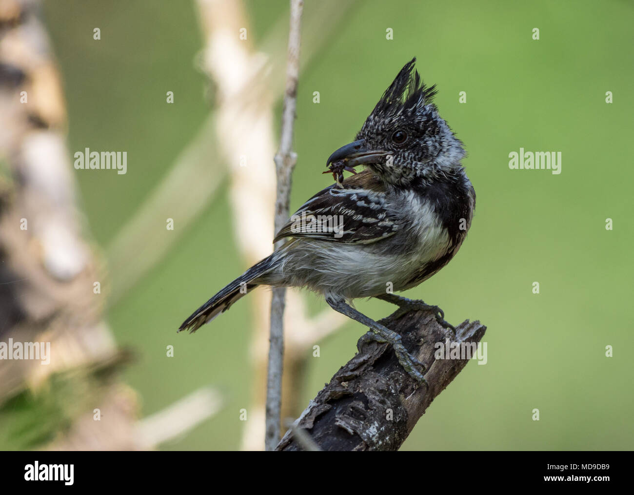 A male Black-crested Antshrike (Sakesphorus canadensis) with a bug in its beak. Colombia, South America. Stock Photo