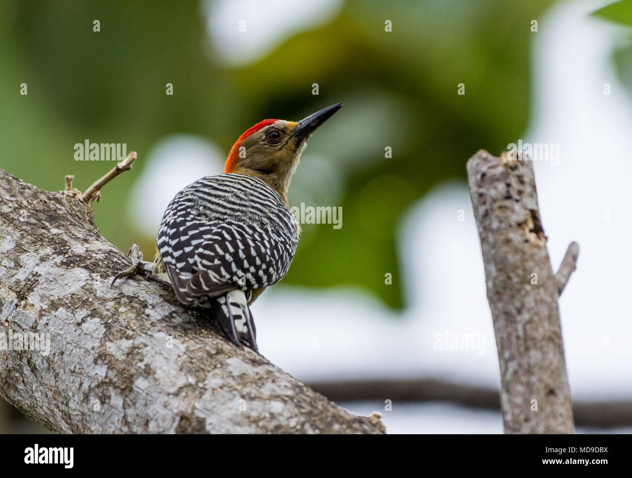 A Red-crowned Woodpecker (Melanerpes rubricapillus) on a tree. Colombia