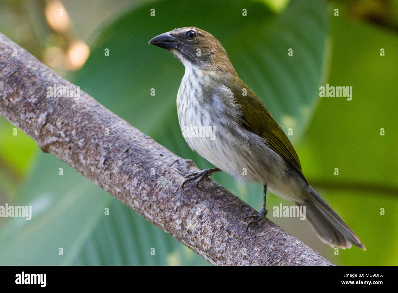 A Streaked Saltator (Saltator striatipectus) standing on a branch. Colombia, South America. Stock Photo