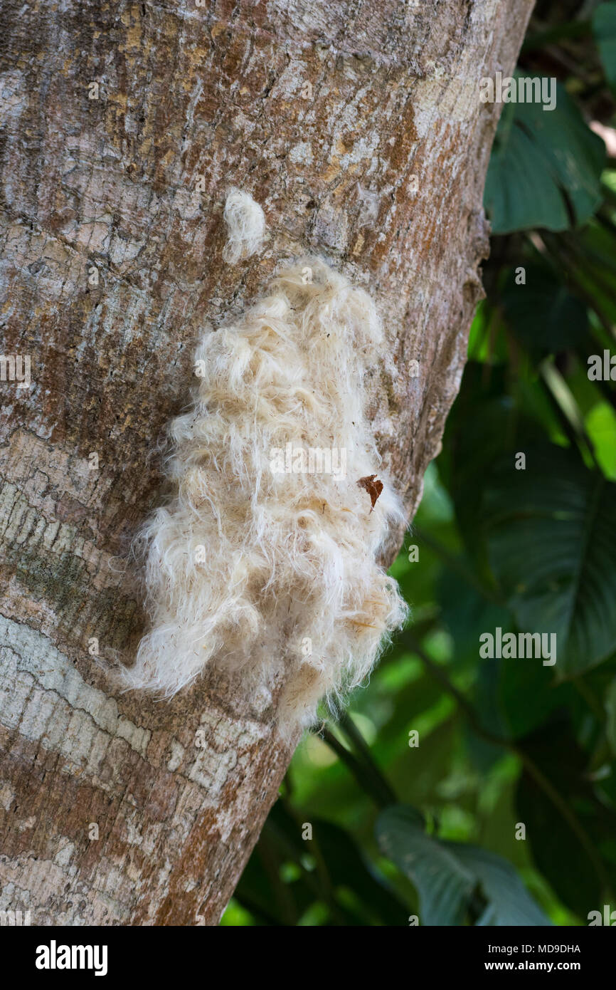 Swift bird nest hires stock photography and images Alamy
