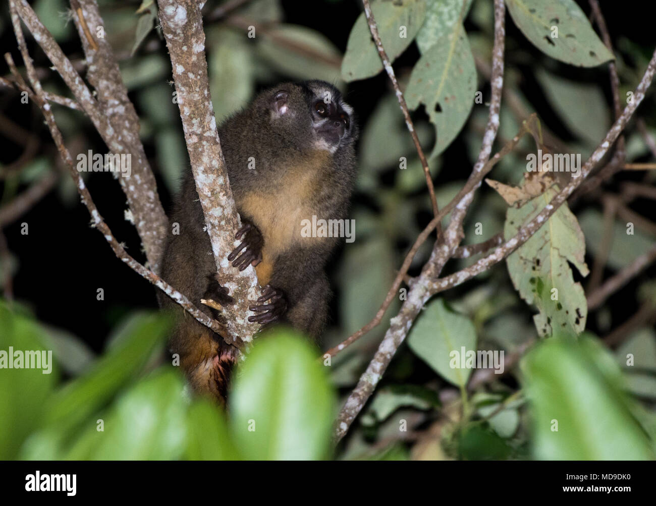 Night Monkey (Aotus griseimembra), a nocturnal primate, foraging on a tree. Sierra Nevada de Santa Marta, Colombia, South America. Stock Photo
