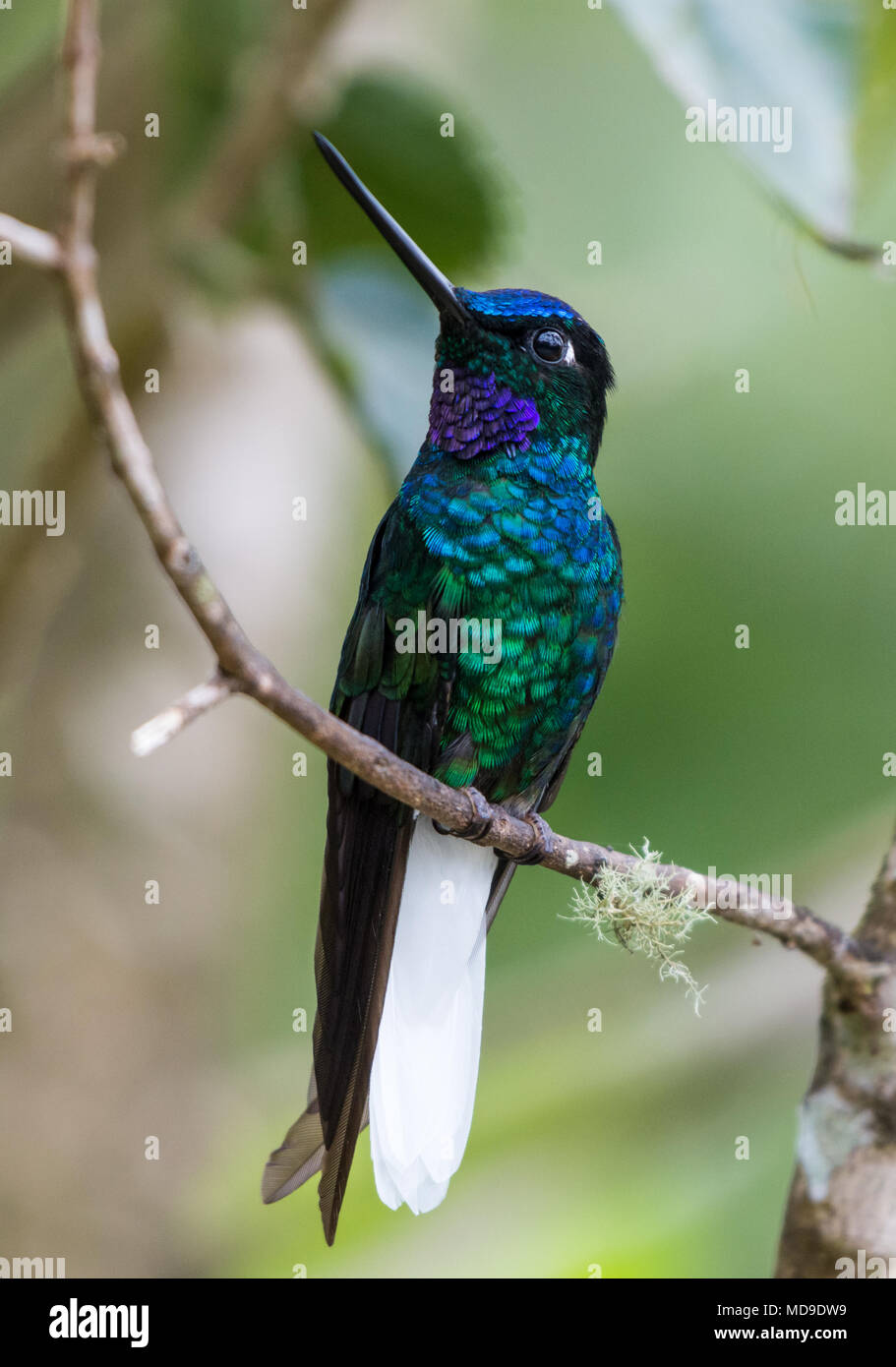 A colorful White-tailed Starfrontlet (Coeligena phalerata) showing his beautiful plumage. Colombia, South America. Stock Photo