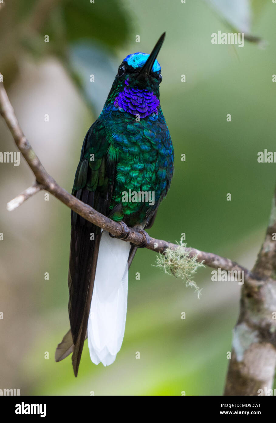 A colorful White-tailed Starfrontlet (Coeligena phalerata) showing his beautiful plumage. Colombia, South America. Stock Photo