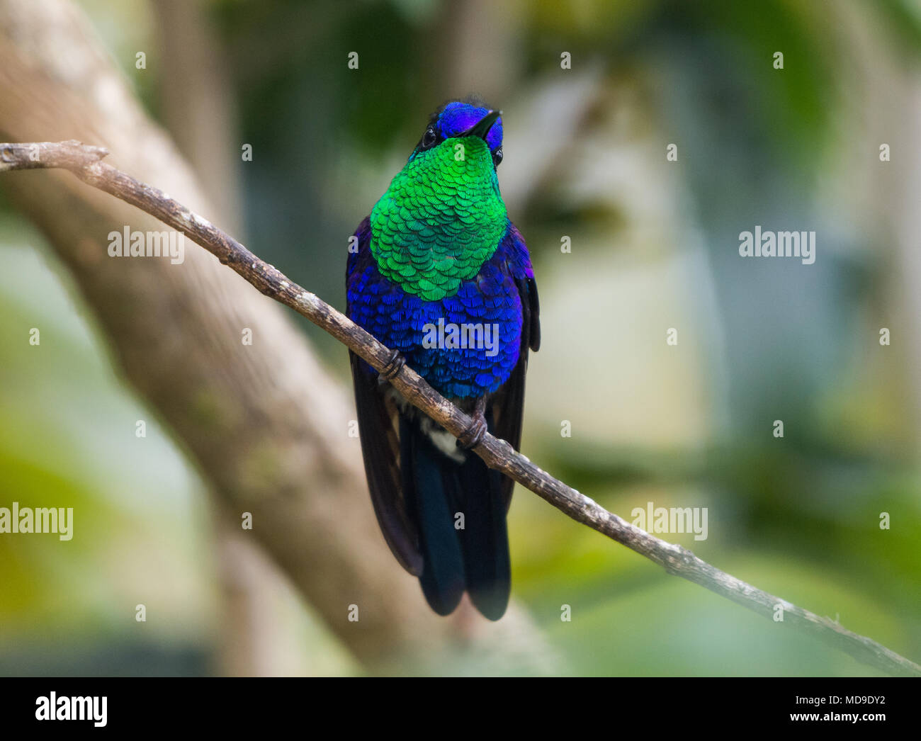 A colorful Crowned Woodnymph (Thalurania colombica colombica) showing his beautiful plumage. Colombia, South America. Stock Photo