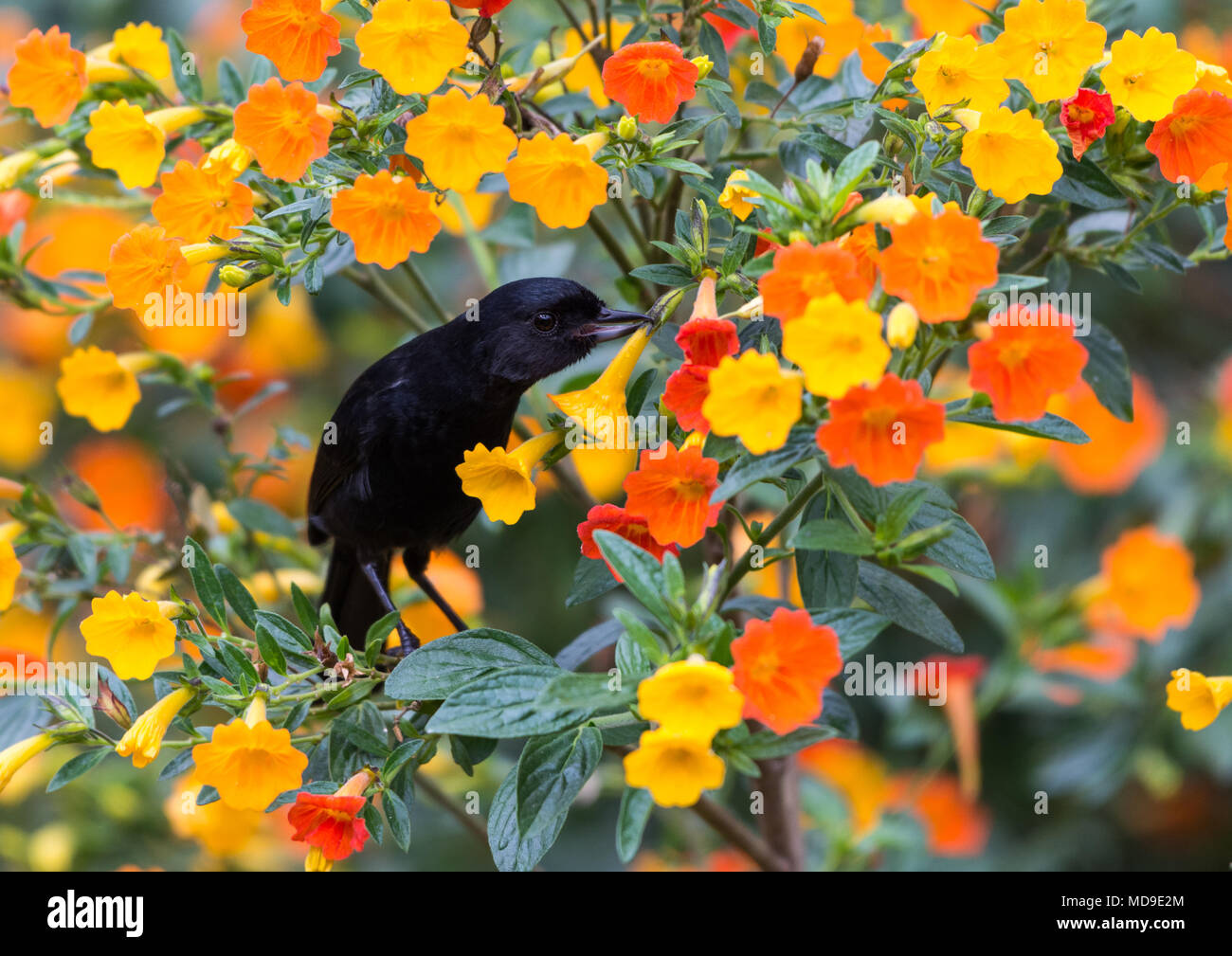 A Black Flowerpiercer (Diglossa humeralis) feeding on flower blooms. El Dorado Reserve. Colombia, South America. Stock Photo
