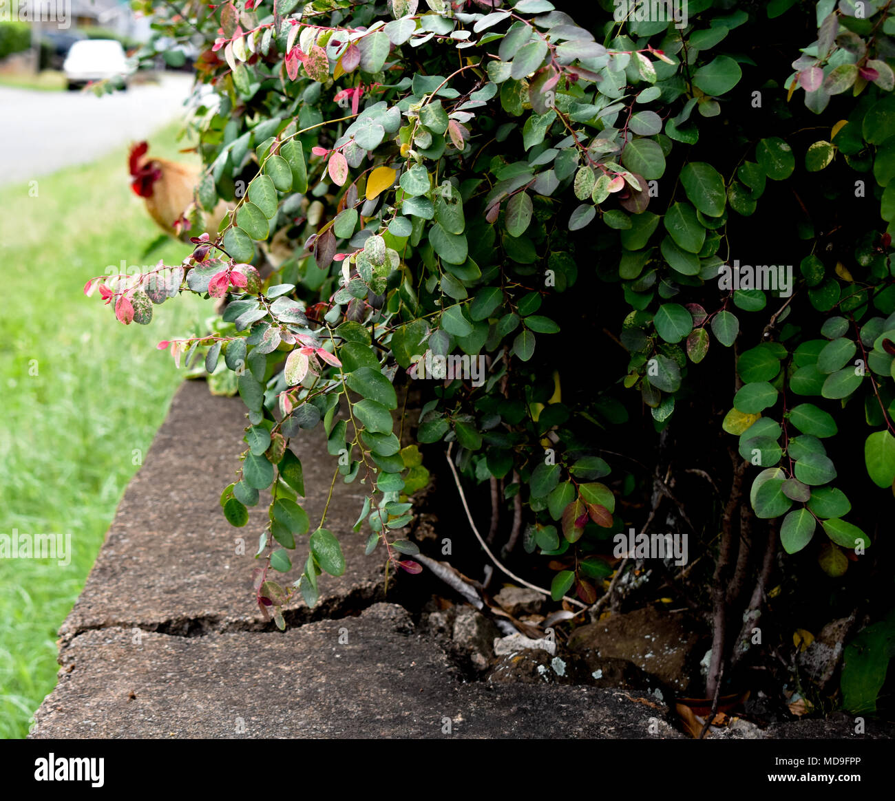 Leafy garden along a concrete wall with a shy chicken. Stock Photo