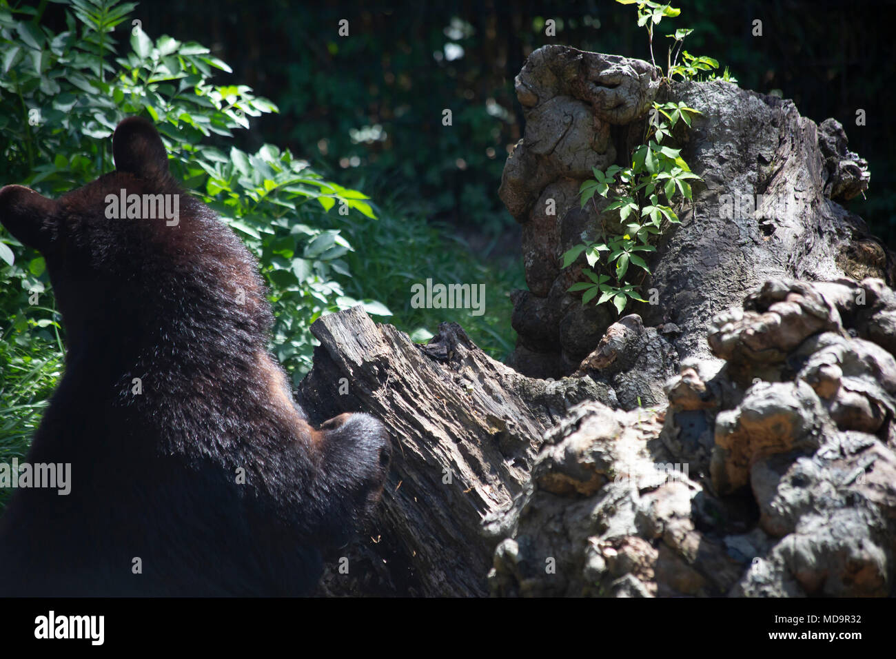 Curious Louisiana black bear (Ursus americanus luteolus) peeking over a