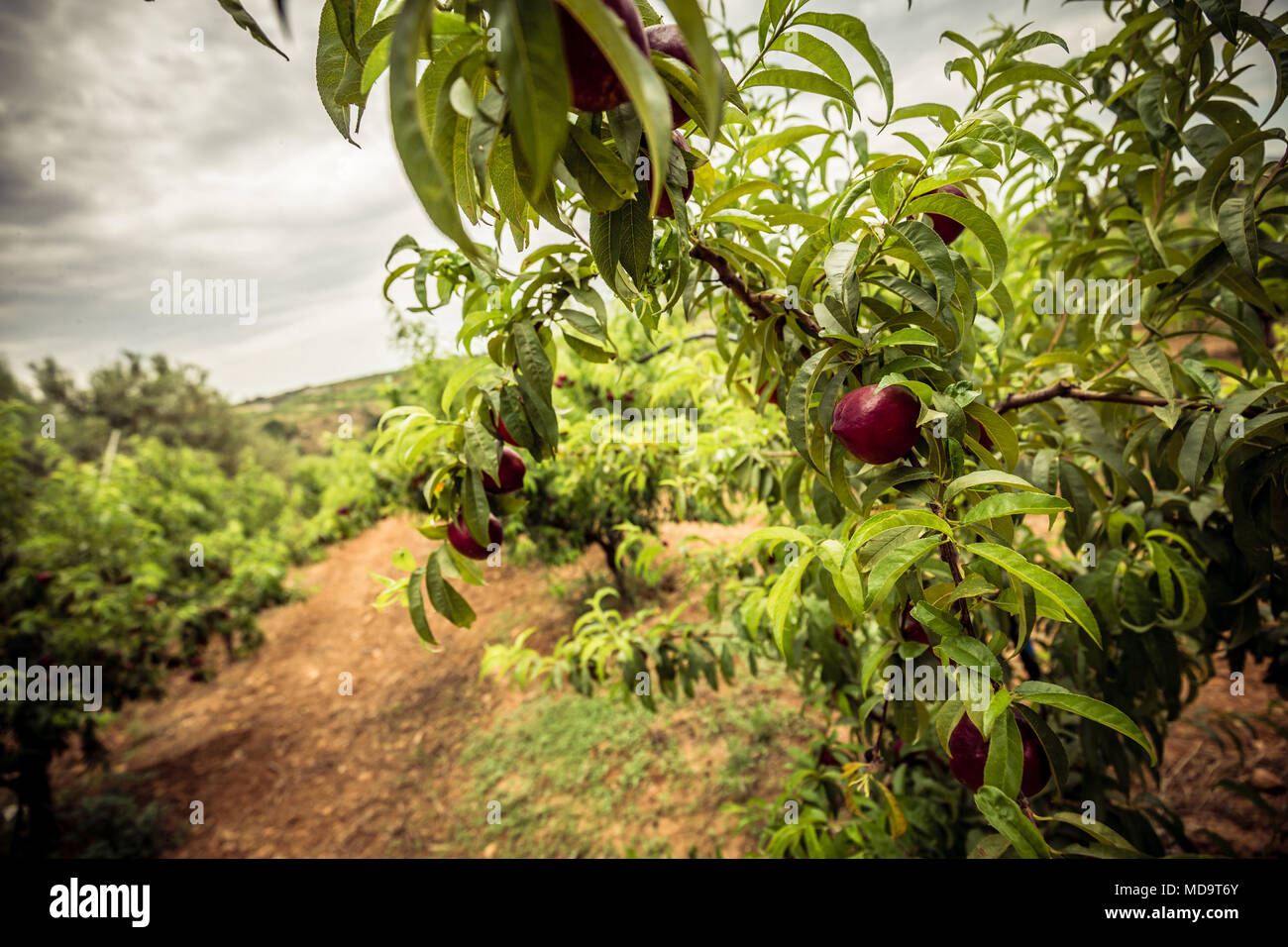 Nectarine orchard hires stock photography and images Alamy
