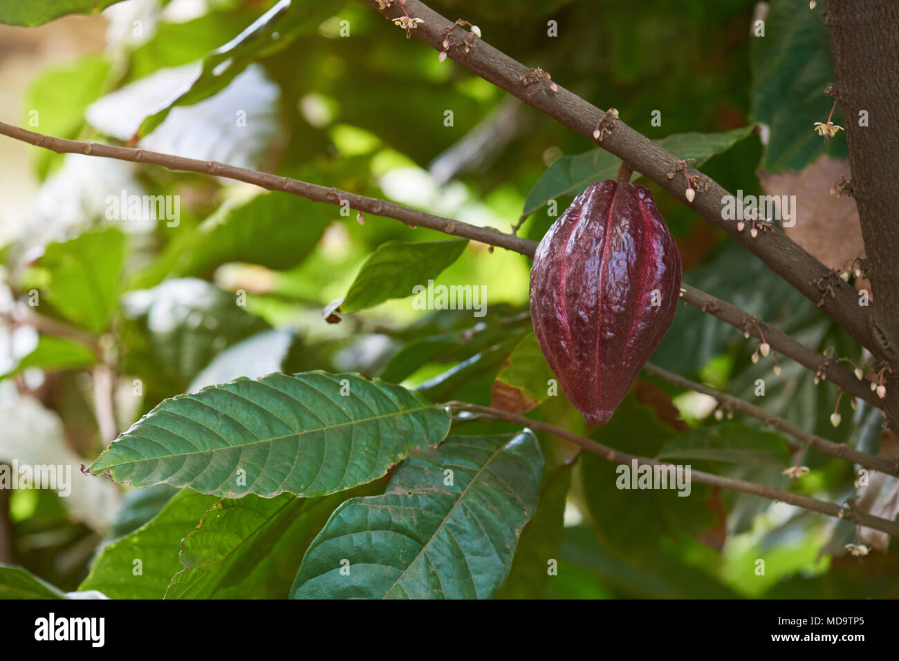 Ripe of cacao pods theme. Tropical agriculture background Stock Photo