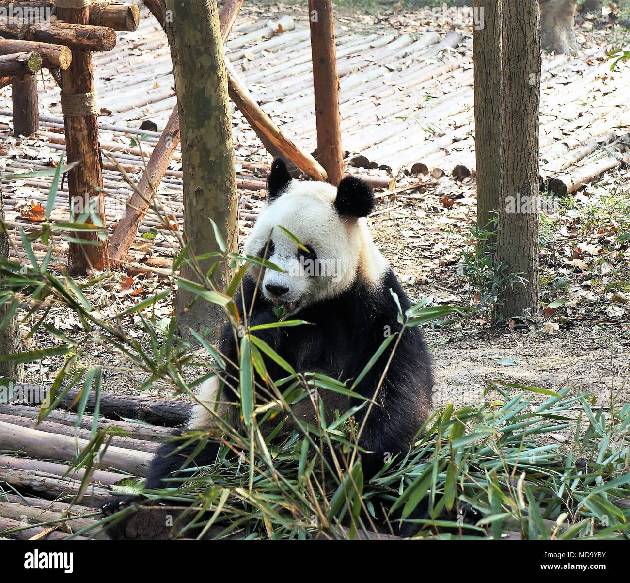 Giant Panda Habitat Destruction
