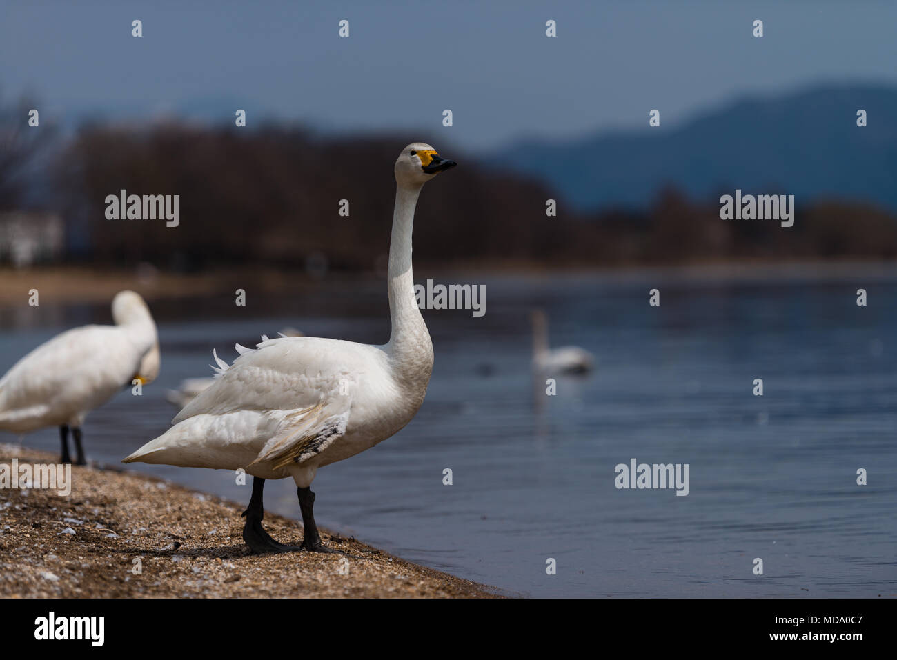 Group of whooper swans (Cygnus) on blue lagoon or lake water in sunny day Stock Photo