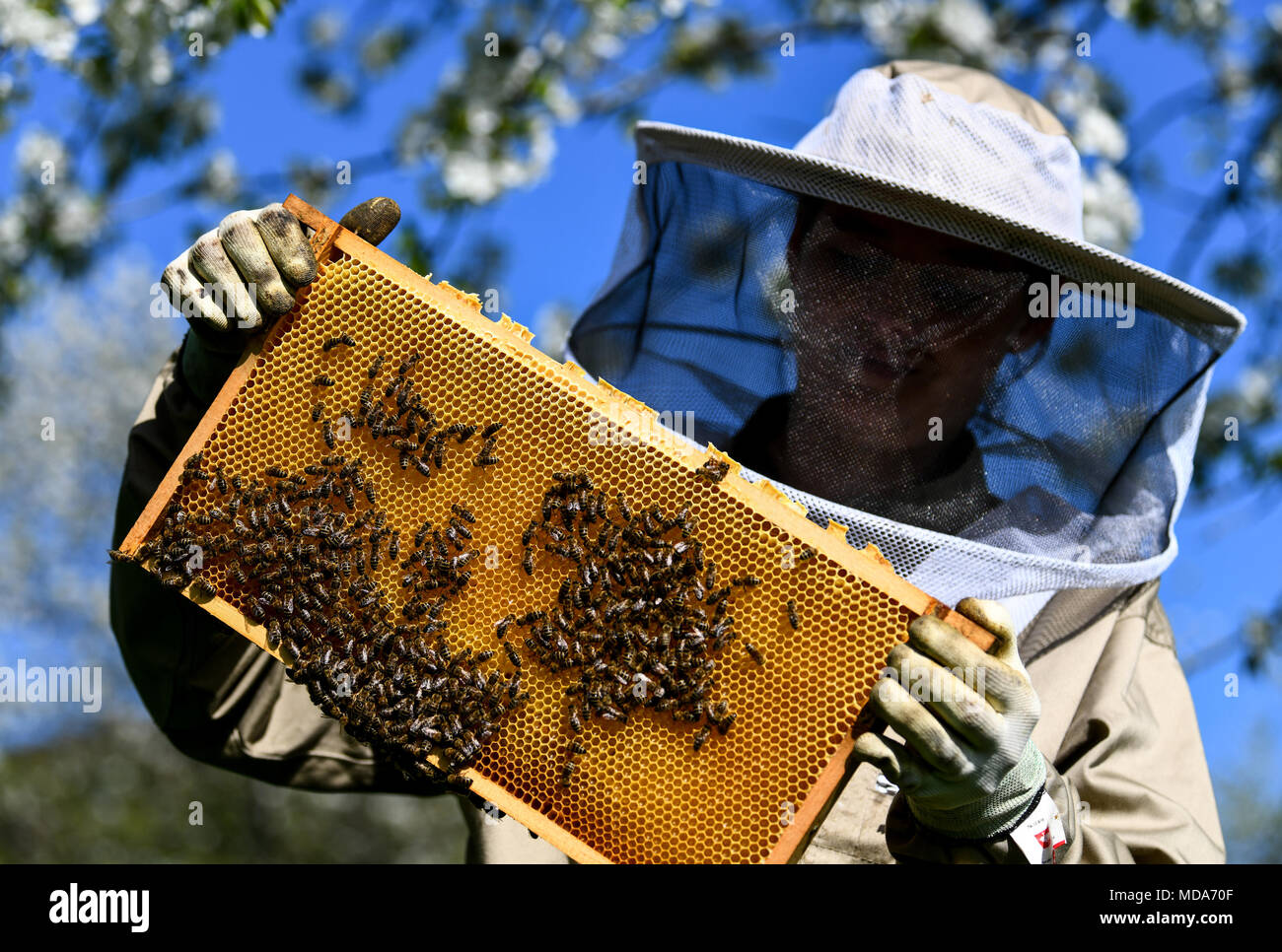 Пчелы гибнут. Пестициды и пчелы. Защита пчел от агрохимикатов. Исчезновение пчел. Пчеловодство вымерло.