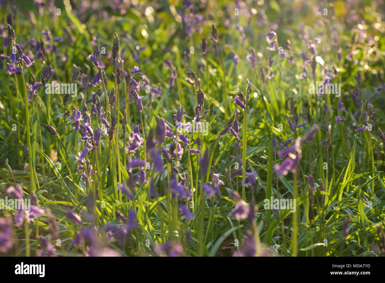 Of billericay hires stock photography and images Alamy