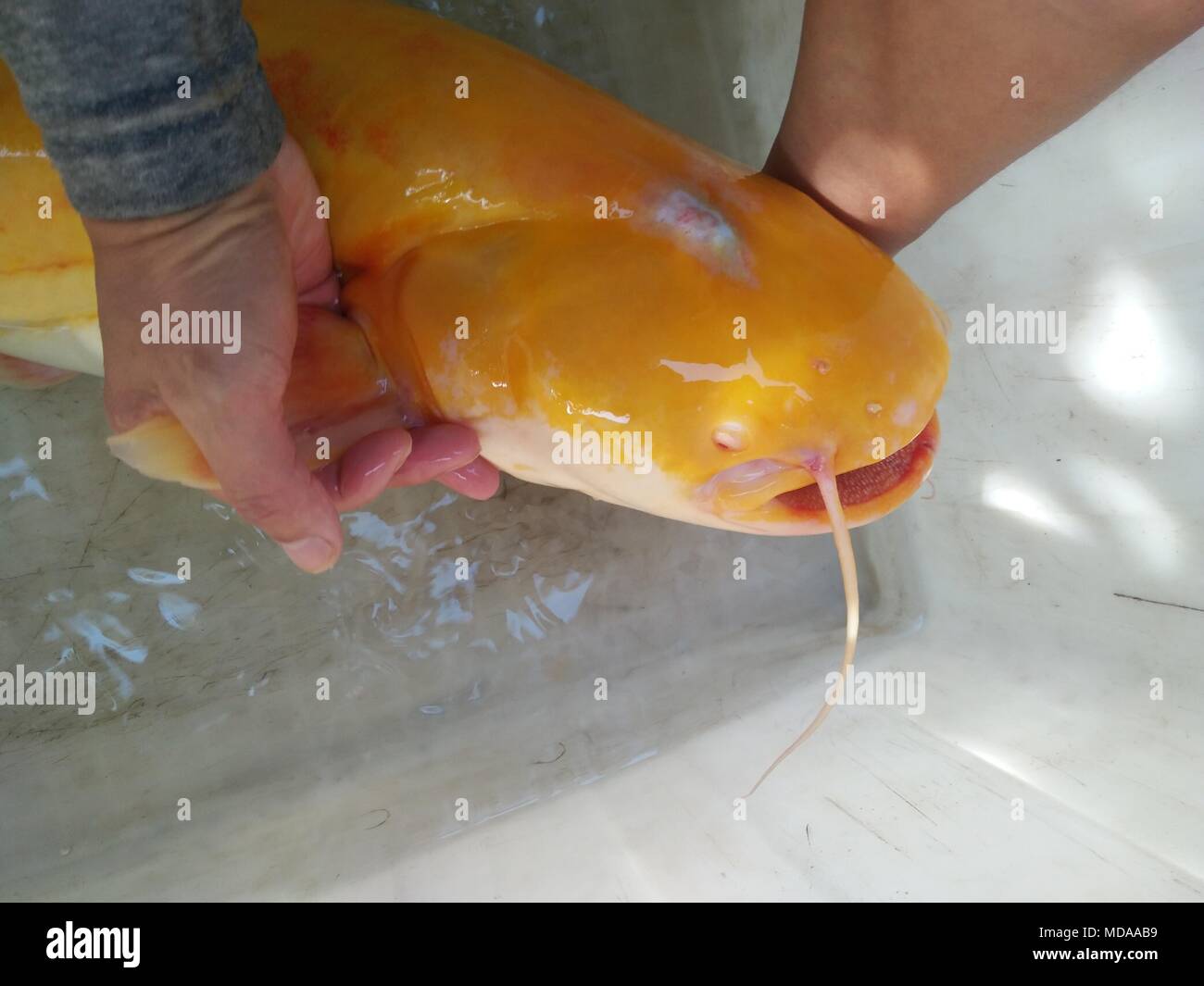 A giant catfish hires stock photography and images Alamy