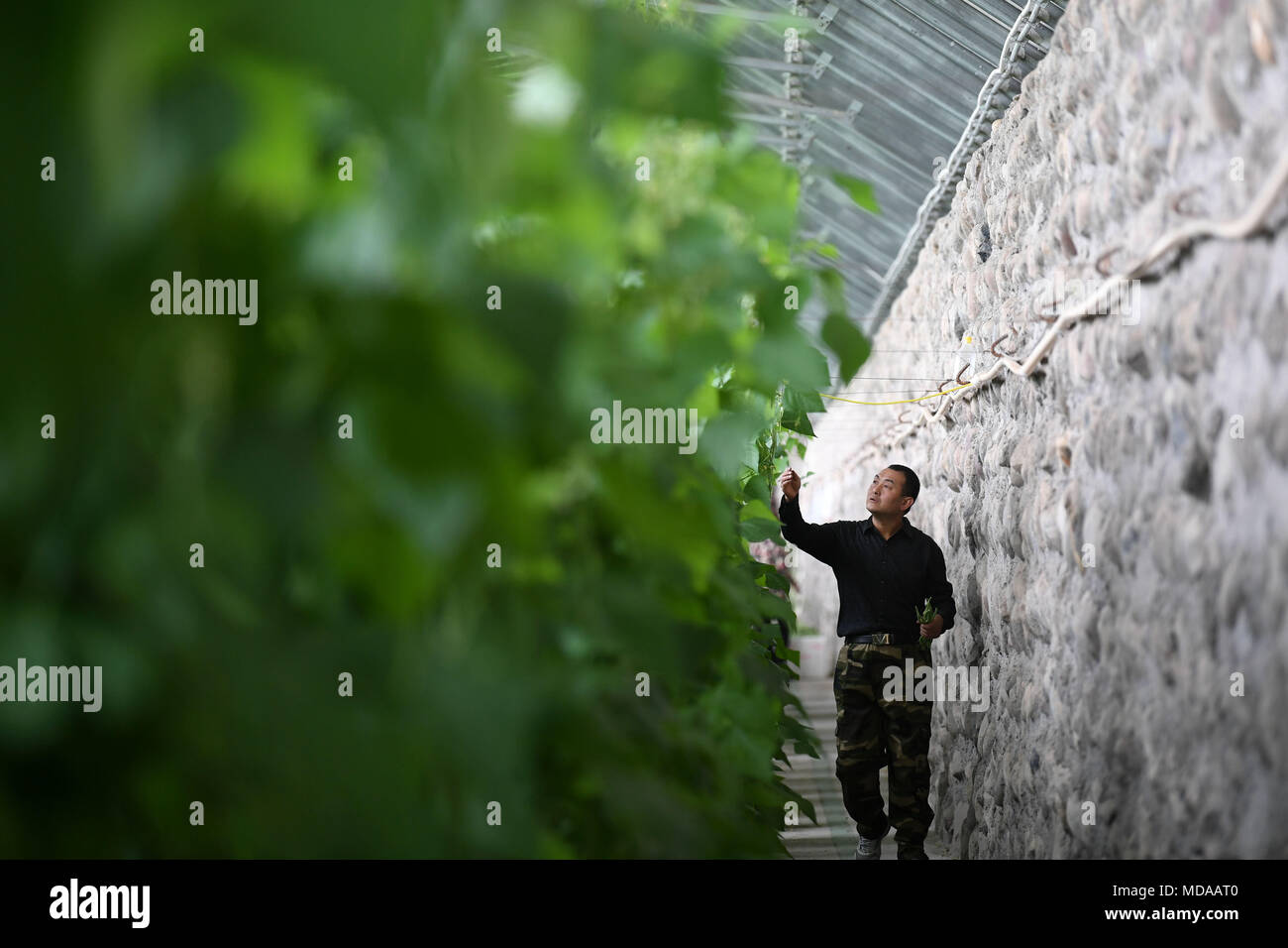 180419) -- JIUQUAN, April 19, 2018 (Xinhua) -- Farmer Fan Lide checks  vegetables growing soil-free in a greenhouse of an agricultural garden at  Zongzhai Township of Jiuquan City, northwest China's Gansu Province,