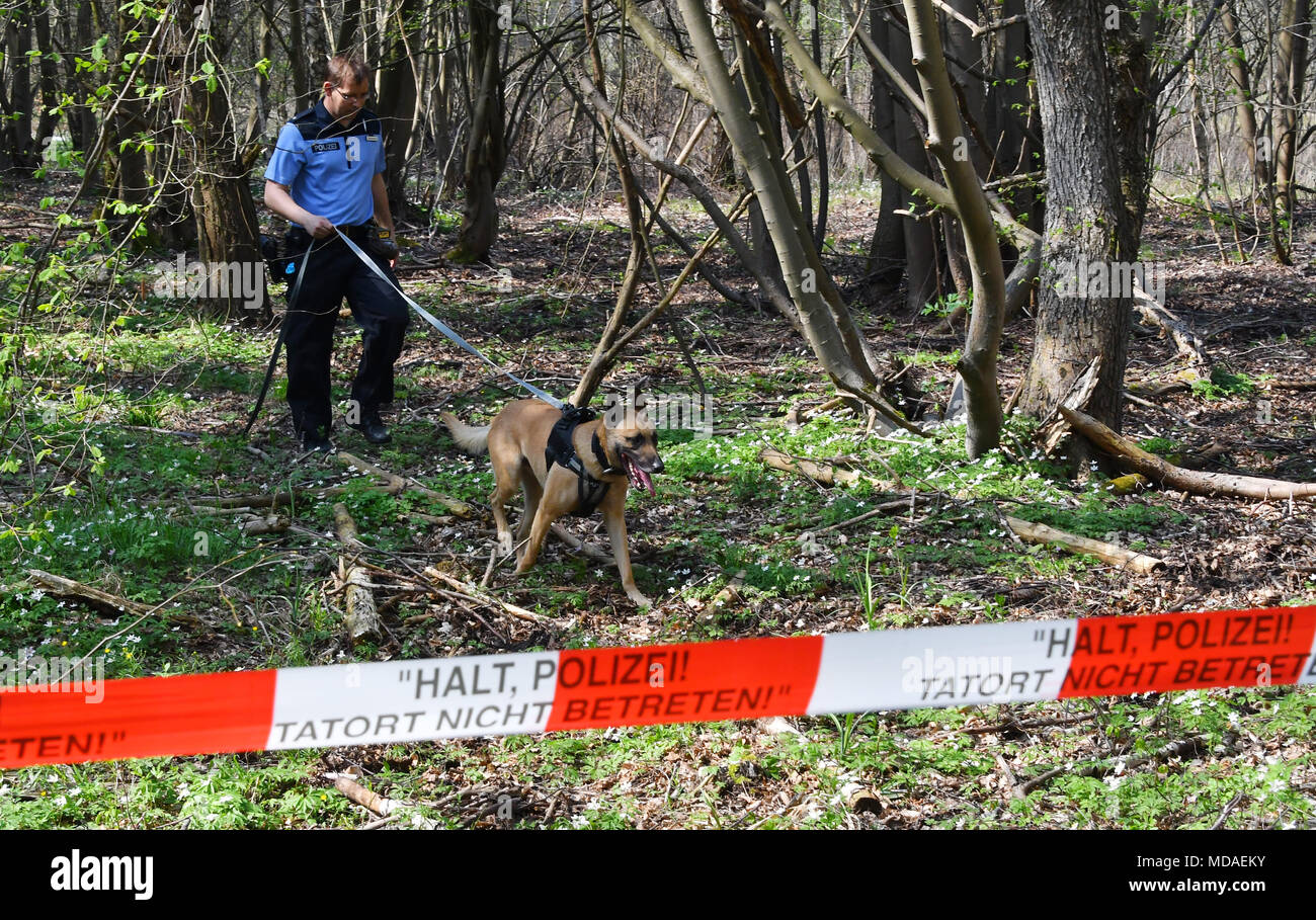 19 April 2018, Germany, Brieselang: A police officer with a sniffer dog ...