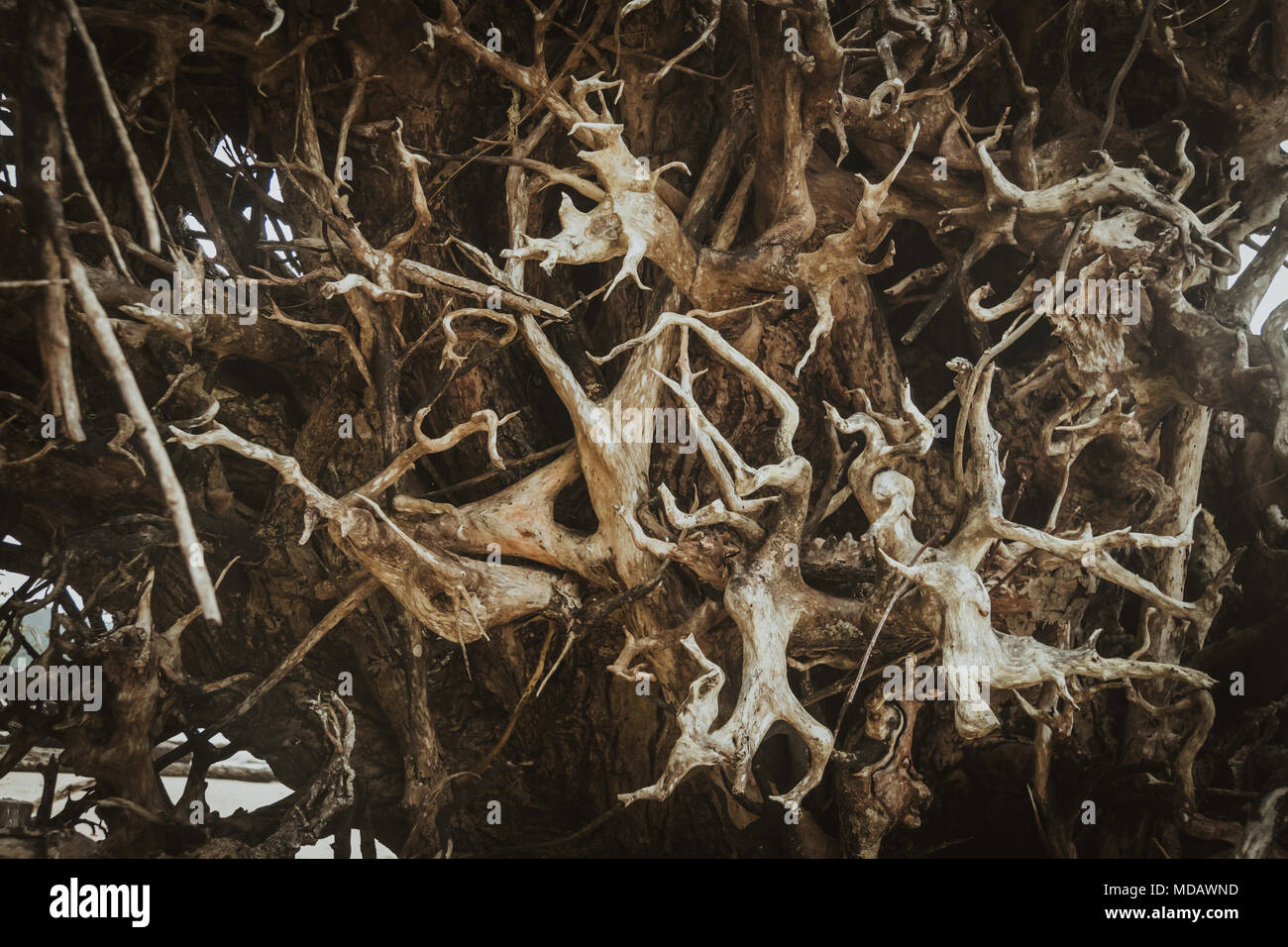 Organic Indian Coleus Plectranthus barbatus roots. Macro closeup background texture. Stock Photo