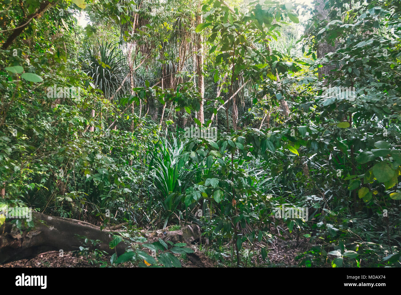 trail in the bamboo thickets tropical jungles of South East Asia Stock Photo