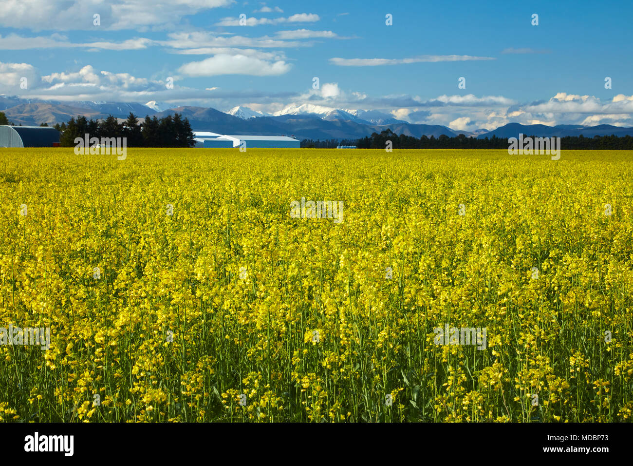New zealand yellow flowers hires stock photography and images Alamy