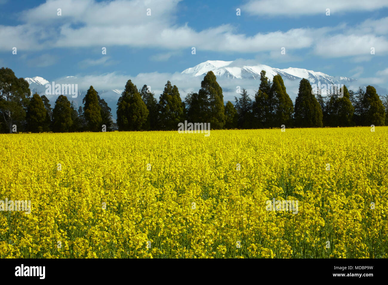 New zealand mountains flowers hires stock photography and images Alamy