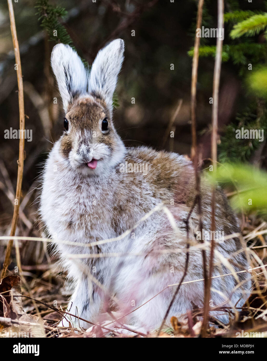 silly snowshoe hare changing color with the season Stock Photo Alamy