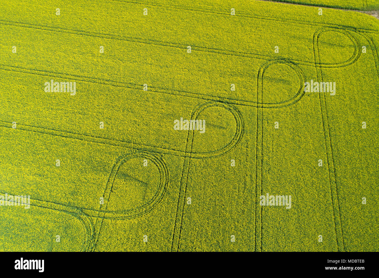 Tire tracks in yellow rapeseed field, near Methven, Mid Canterbury, South Island, New Zealand - drone aerial Stock Photo