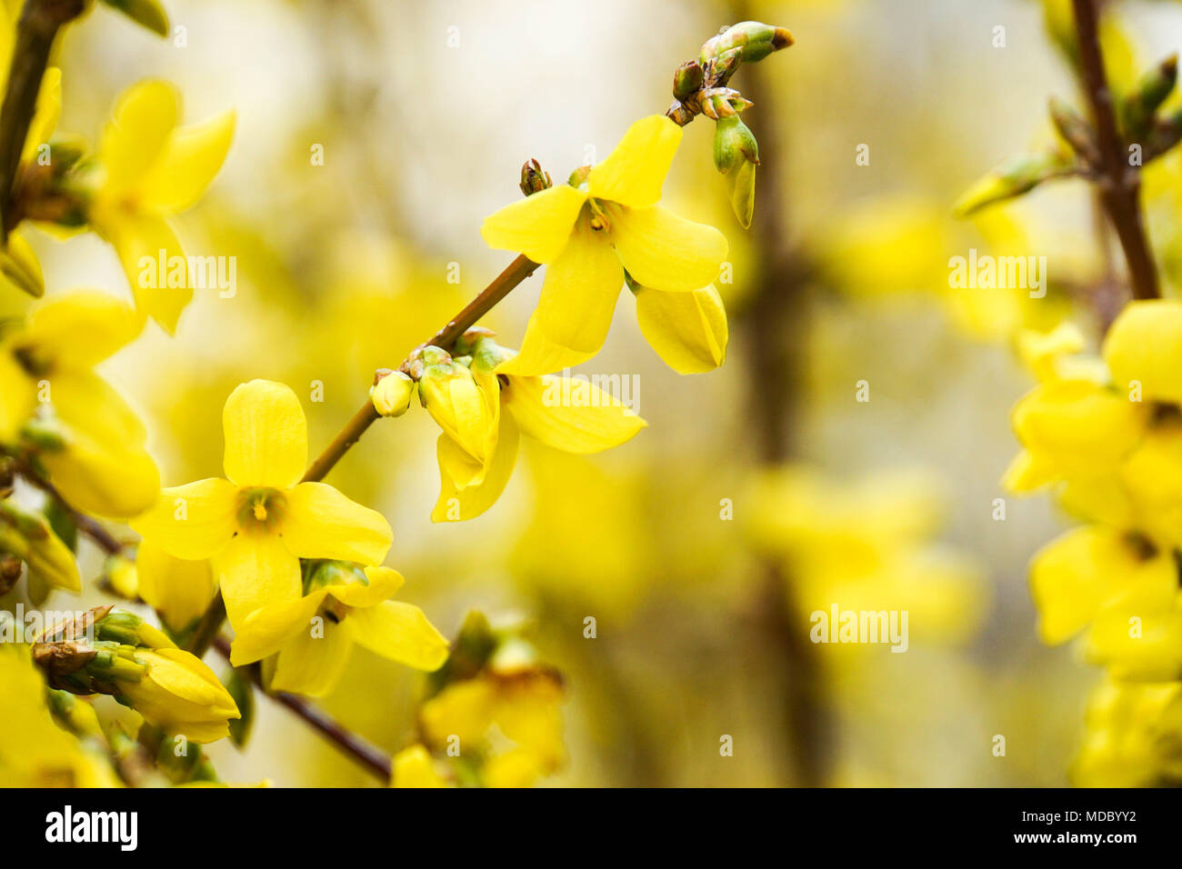 yellow forsythia flower shrub close up Stock Photo - Alamy