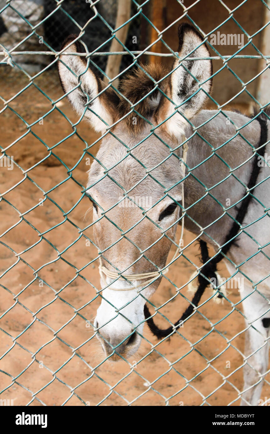 Donkey behind a fence Stock Photo Alamy