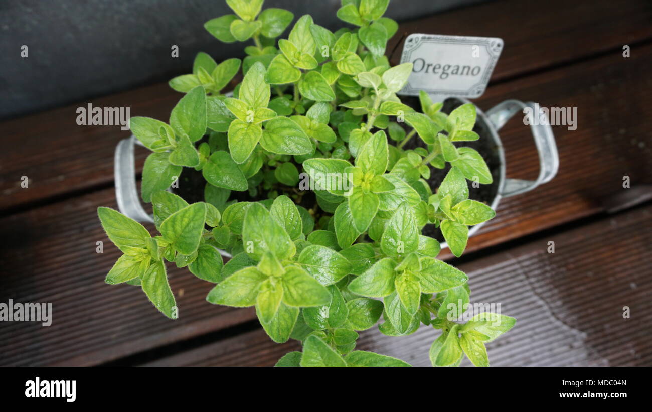 Oregano in a plant pot, closeup Stock Photo Alamy