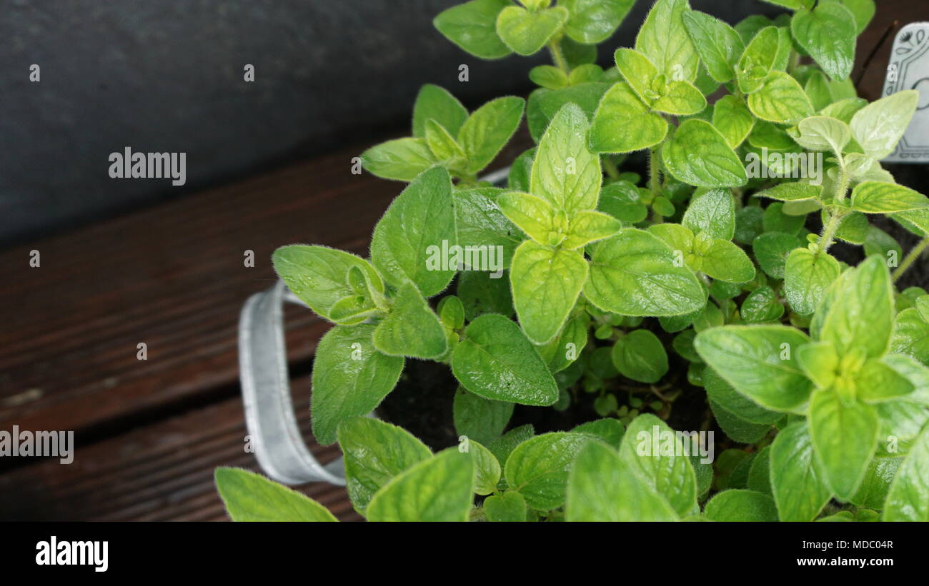 Oregano in a plant pot, closeup Stock Photo Alamy