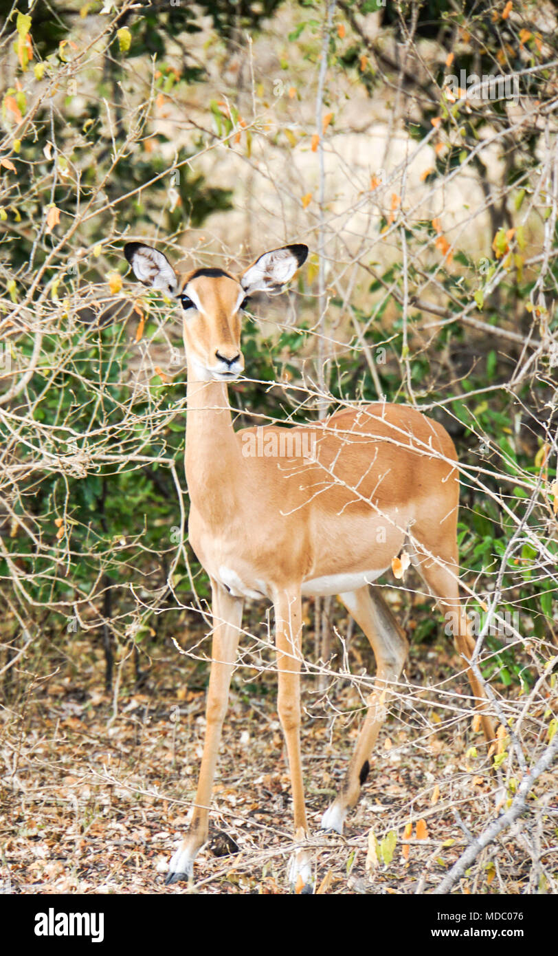 Close up of female impala Tanzania / Africa Stock Photo