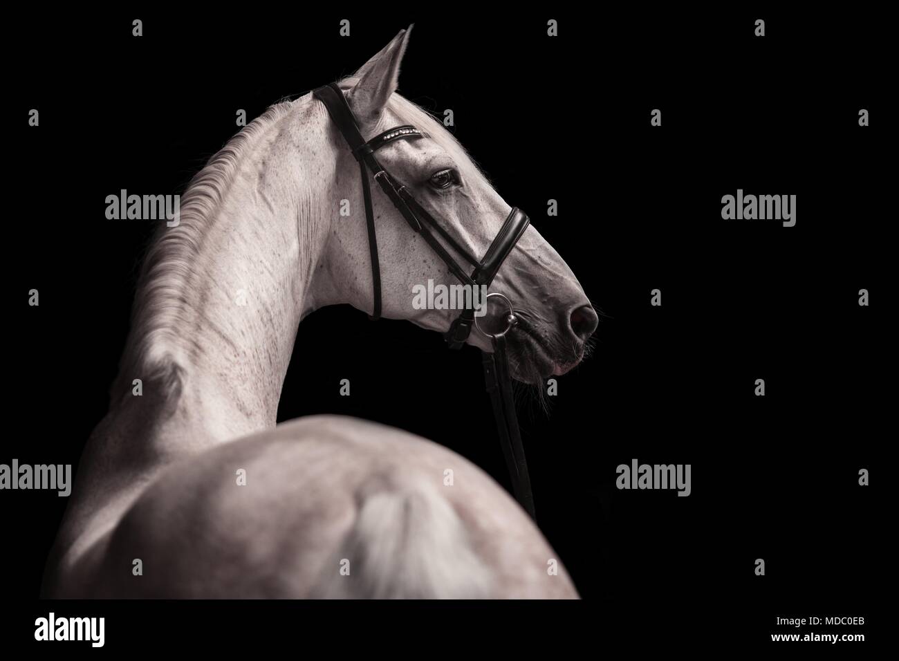 Grey horse with bridle looks to the side, animal portrait on black background, studio shot Stock Photo