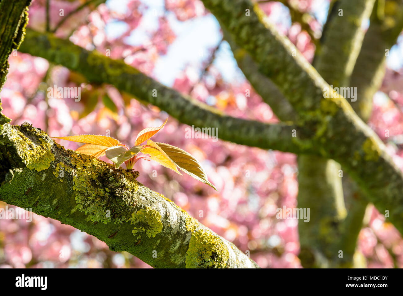 Close-up view of a young shoot on a branch a Japanese cherry tree with blurry pink flowers in the background. Stock Photo