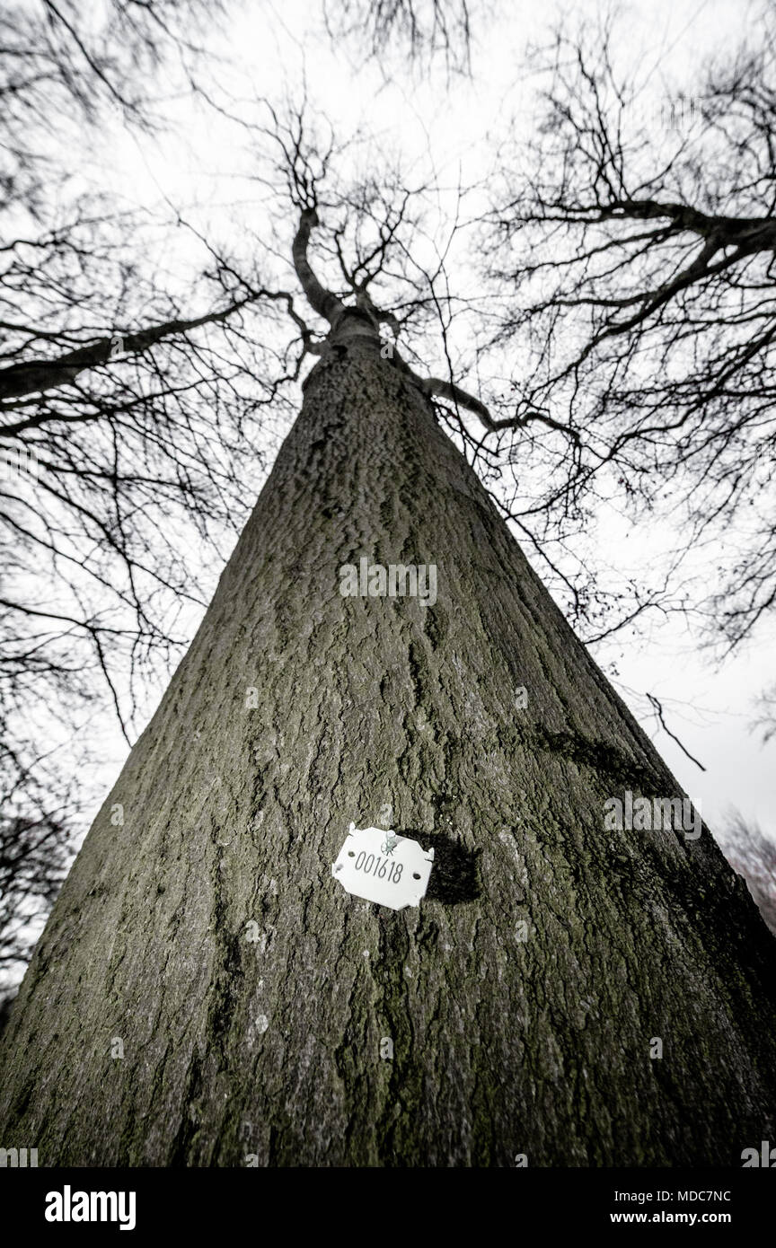 Tree preservation orders hires stock photography and images Alamy