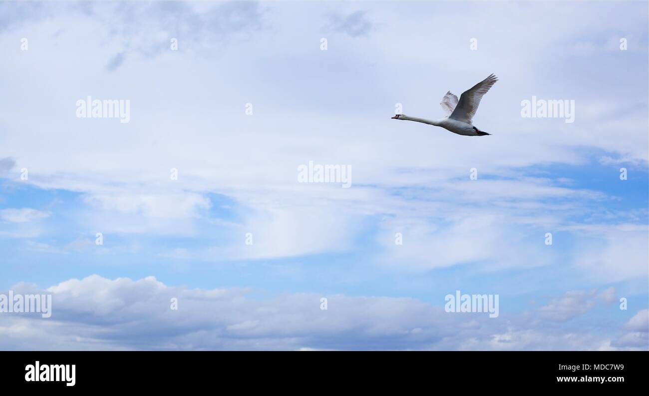 swan in flight with a blue sky and cloudsin the New Forest at Lymington Marshes, United Kingdom Stock Photo
