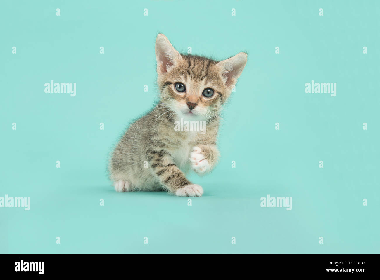 Cute tabby kitten cat looking at the camera sitting on a turquoise blue background Stock Photo